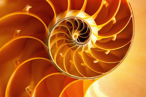 Nautilus7.jpg